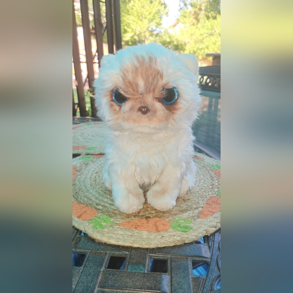 Hugs baby cat - Picture 3 of 8